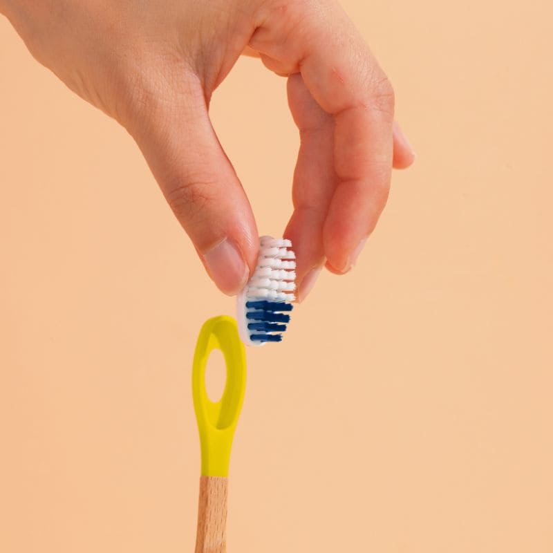 Têtes de Brosse à Dents (x3) (poils medium)
