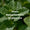 Menthe Verte Douce 